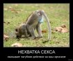 Самогубство через нестачу сексу